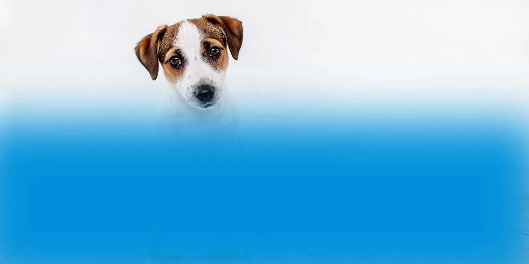 Jack Russell terrier puppy sitting down with a metal bowl