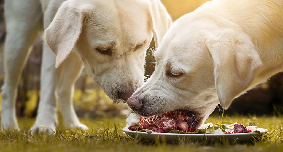 Black and brown dog with red collar licking block of raw meat in food bowl 