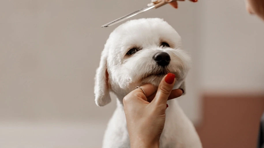 Dog Grooming