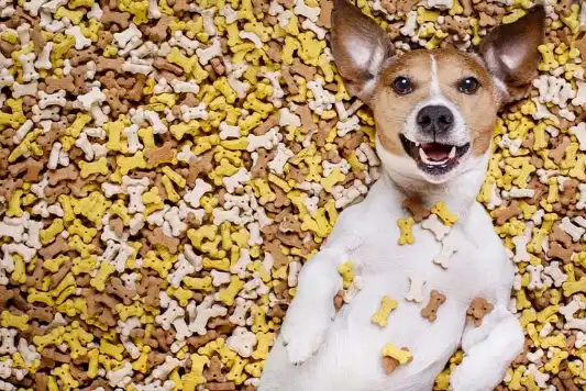 Seen from above, a happy Jack Russel Terrier lies on their back on a mountain of multicolored milk bone biscuits.