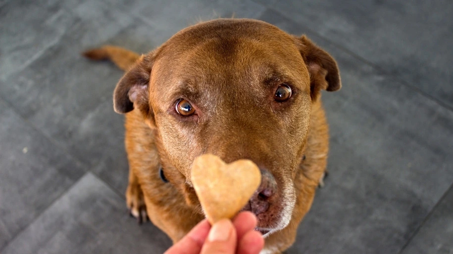 Treats to clean your pet's mouth