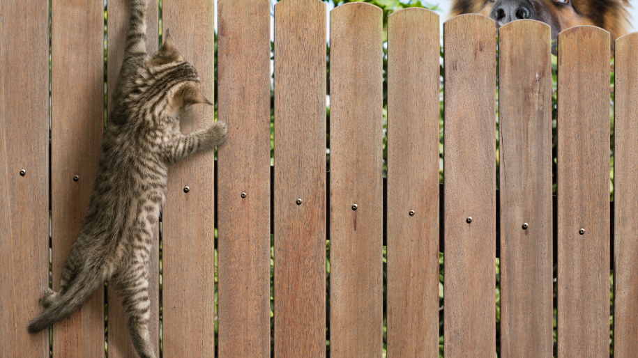 What To Know About Hairballs in Dogs | MetLife Pet Insurance