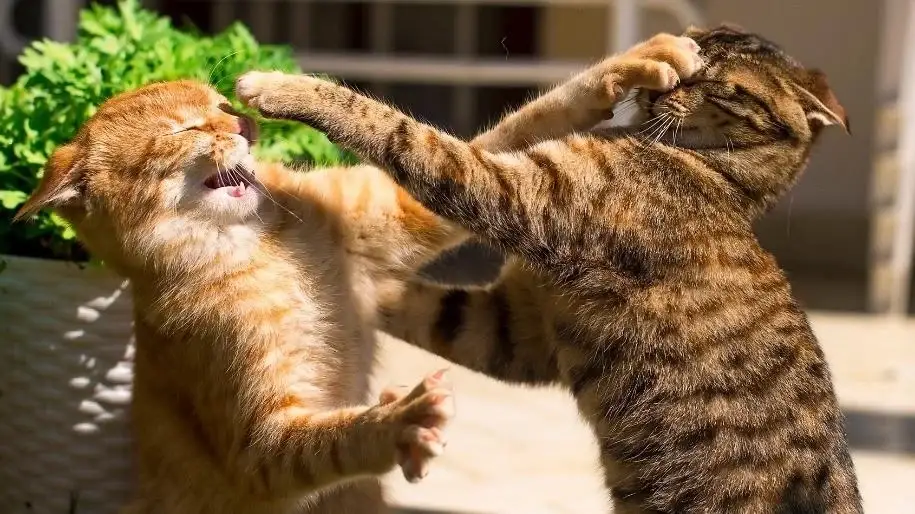 Why Cat Fights Happen and How to Stop Them - MetLife Pet Insurance 