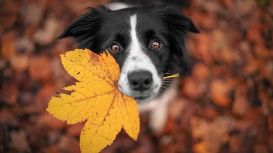 A border collie sits on leaf-covered ground with a yellow leaf in their mouth.
