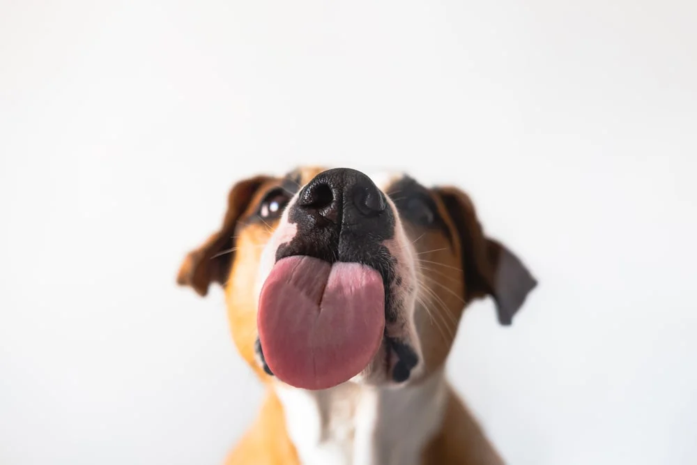 3 Facts You Didn’t Know About Your Dog’s Tongue