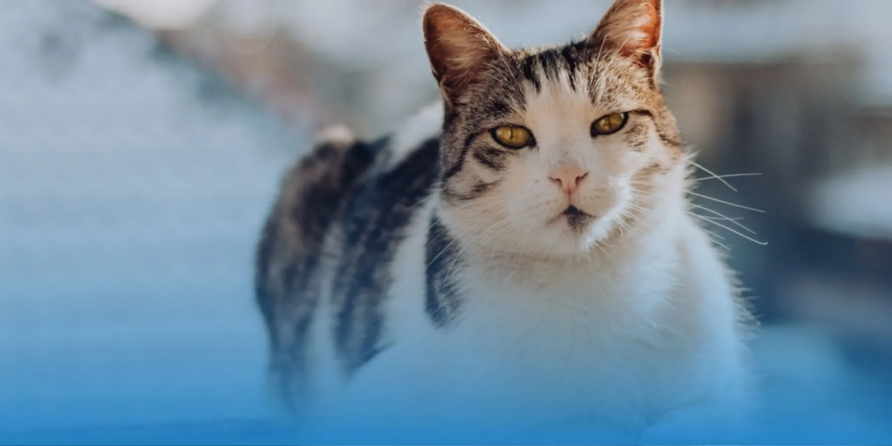 Antifreeze Poisoning in Cats: What to Know - MetLife Pet Insurance 