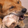 Can Dogs Eat Raw Food