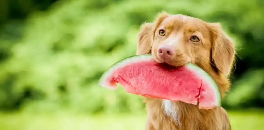 A golden retriever holds a slice of watermelon in its mouth. 