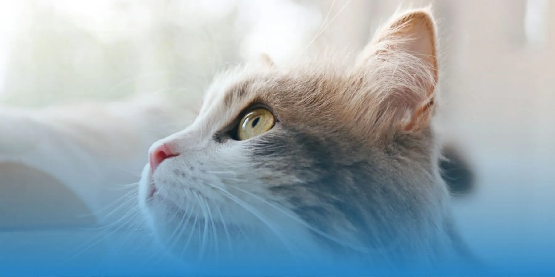 Cat Ears and Their Overall Health - MetLife Pet Insurance 