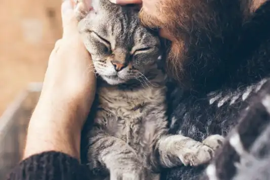 Feline Leukemia in Cats (FeLV)