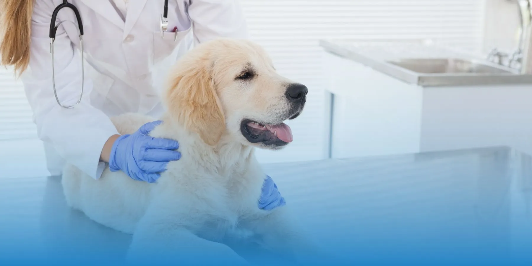 Symptoms of Ulcers in Dogs