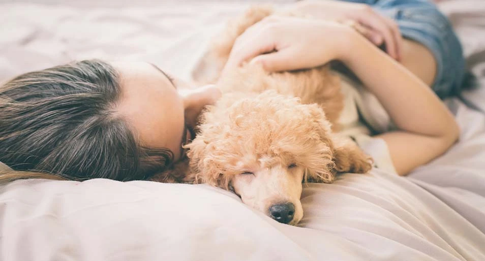 Young woman laying on a bed holding a sleeping poodle dog.