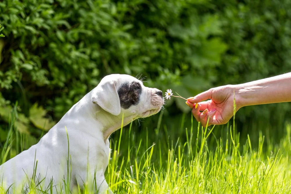 Are all flowers toxic for dogs?