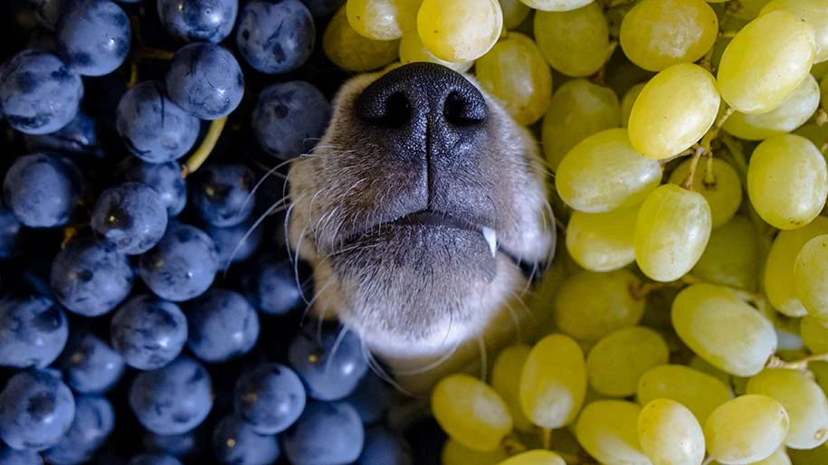 Dog nose poking through bunches of grapes