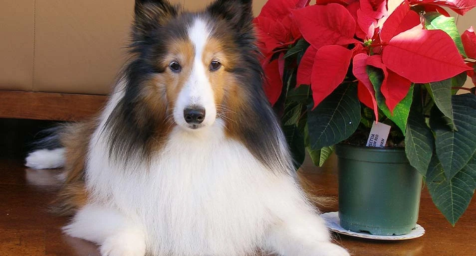 A collie laying on the floor next to a poinsettia plant