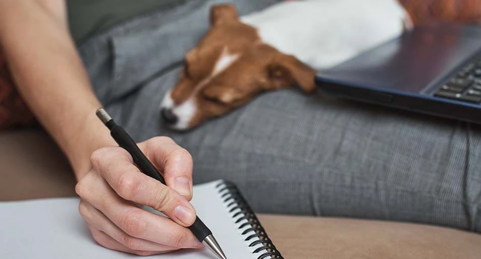 A Jack Russell terrier puppy sleeps on their owner's lap who's writing on a notepad.
