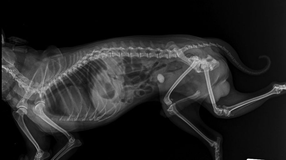 how can i tell if my dog has bladder stones