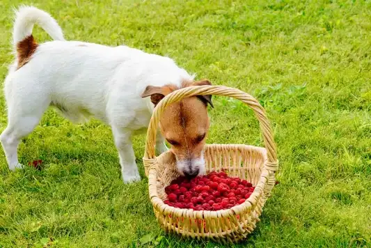 A dog eating fresh raspberries from a basket.