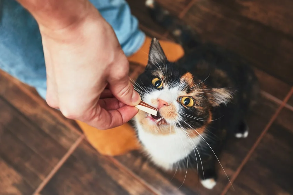 Can Cats Eat Human Food? - MetLife Pet Insurance 