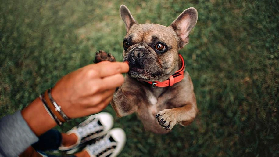 A French bulldog begs for a treat.