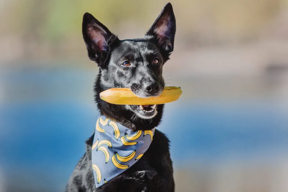 do banana peels make dogs sick