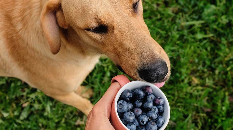 A happy dog waiting for a healthy treat of fresh blueberries from its owner.