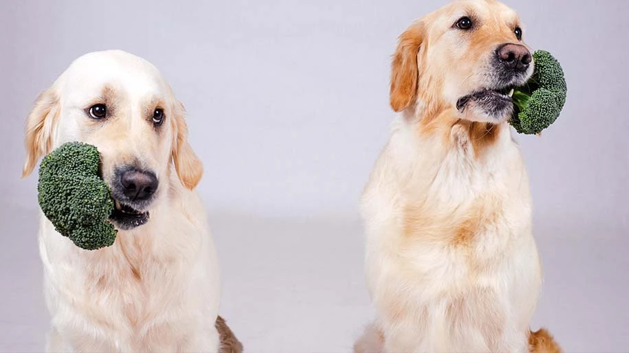 Two golden retriever dogs sitting with broccoli in their mouths 