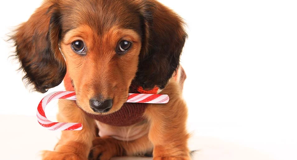 A dachshund puppy with a candy cane in his mouth. 