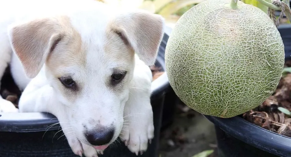 Can Dogs Eat Cantaloupe? Here’s the Scoop.