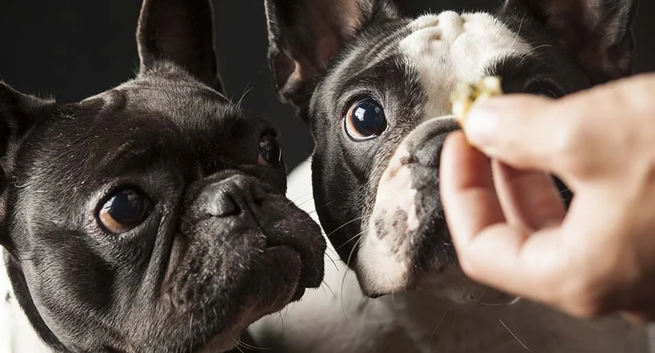 Two French bulldogs being given a treat 