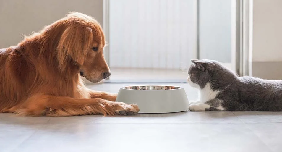 A dog and a cat sit contemplating a bowl of food.