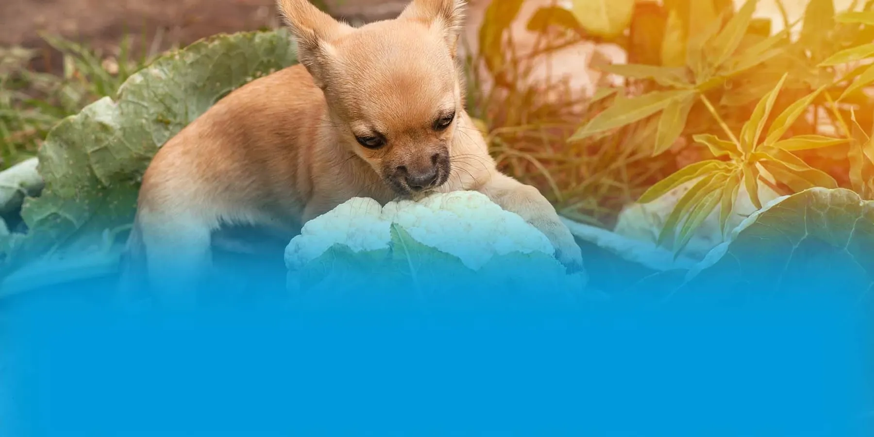 A Chihuahua puppy climbs on a head of cauliflower to inspect it.