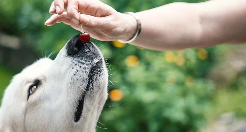 dog sniffing a cherry