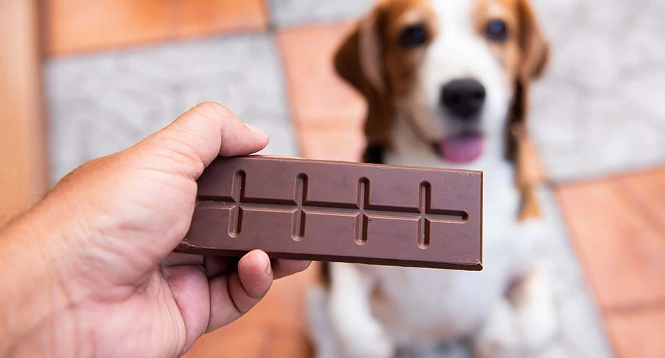 A lethargic terrier lays next to a broken bar of chocolate. 