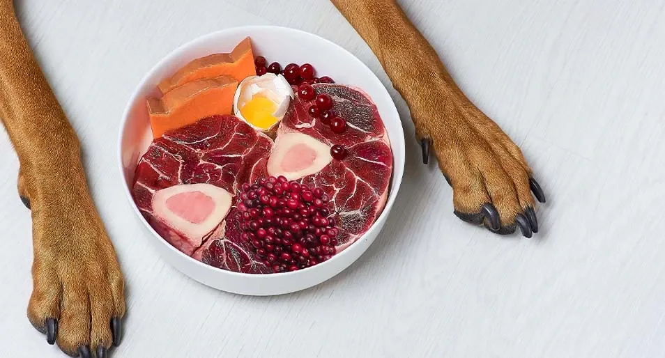 Dog paws next to a bowl of food, including cranberries.