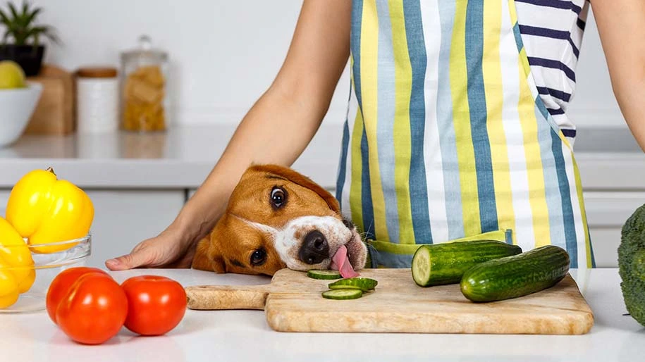 Beagle stealing a slice of cucumber.