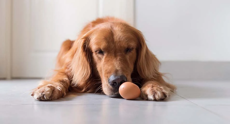 Can Dogs Eat Eggs?  Everything You Need to Know