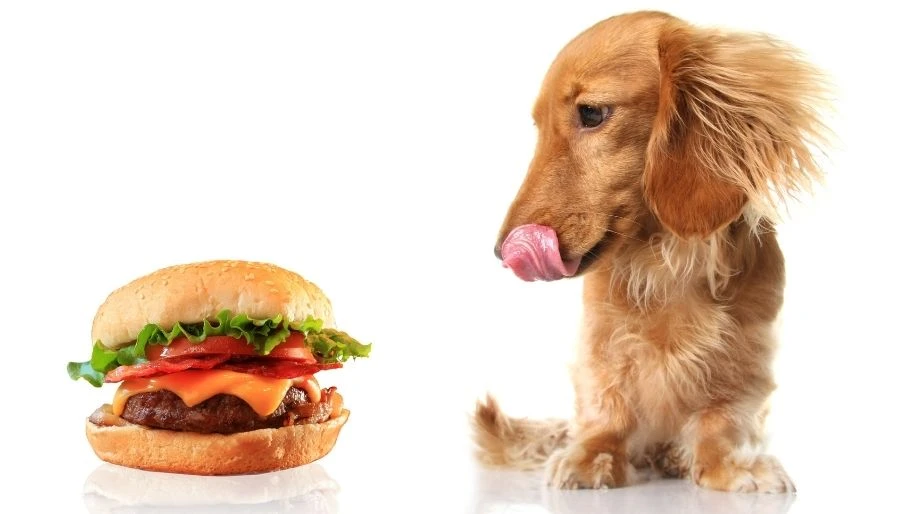 A long-haired dachshund licks their lips while looking over at a dressed cheeseburger. 