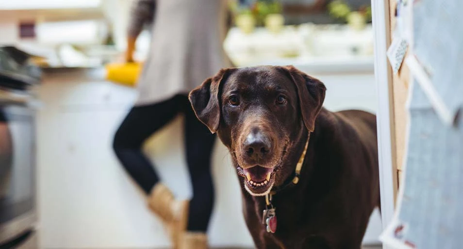 A chocolate lab in the kitchen with their owner.