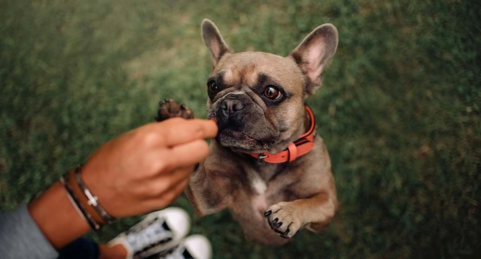 A French bulldog begging for a treat outside.