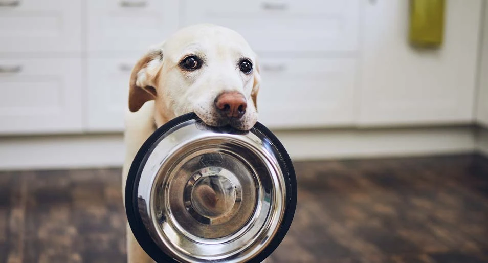 Yellow lab holding a metal dog bowl staring at the camera