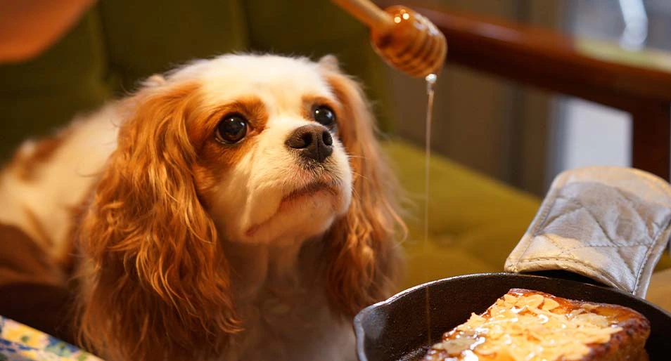 A Cavalier spaniel watches honey drip onto a baked good.