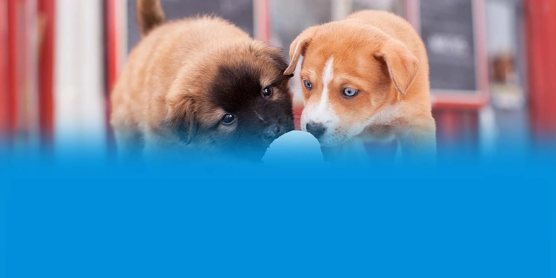 Seen from the front, two puppies, one red and one brown, share a cone of vanilla ice cream on a rainbow table.