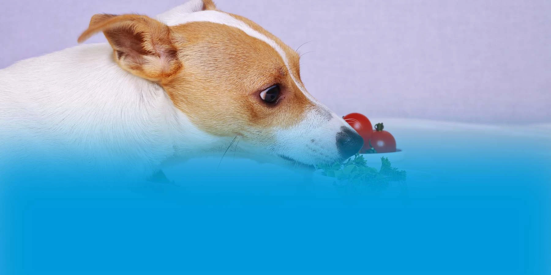 A Jack Russell terrier eating salad.