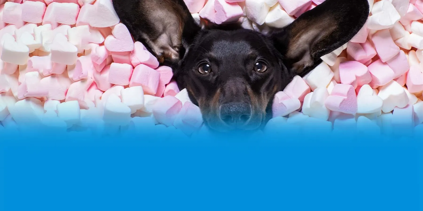 is it ok to give dogs marshmallows