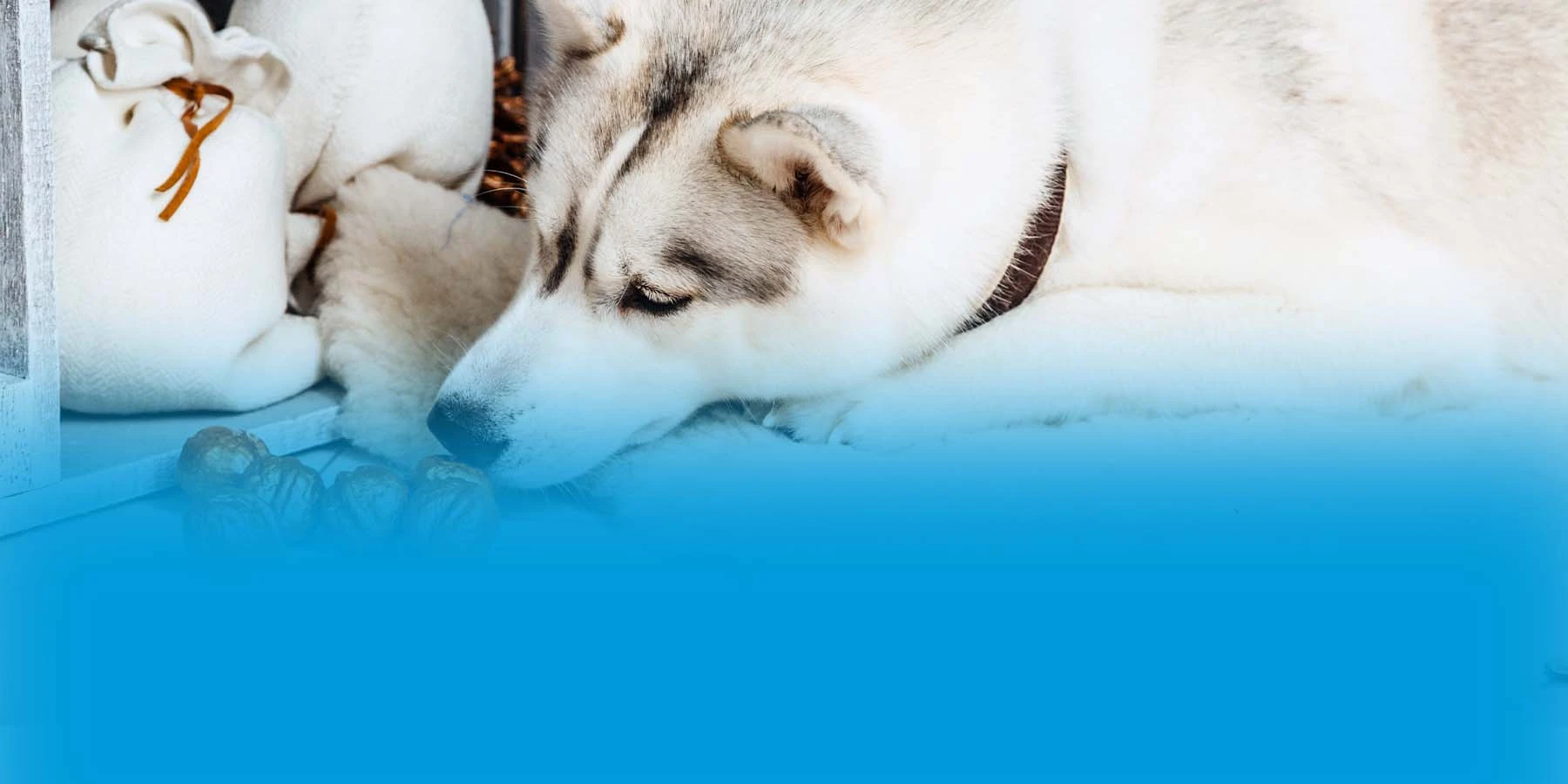 A white Husky sniffing uncracked walnuts.