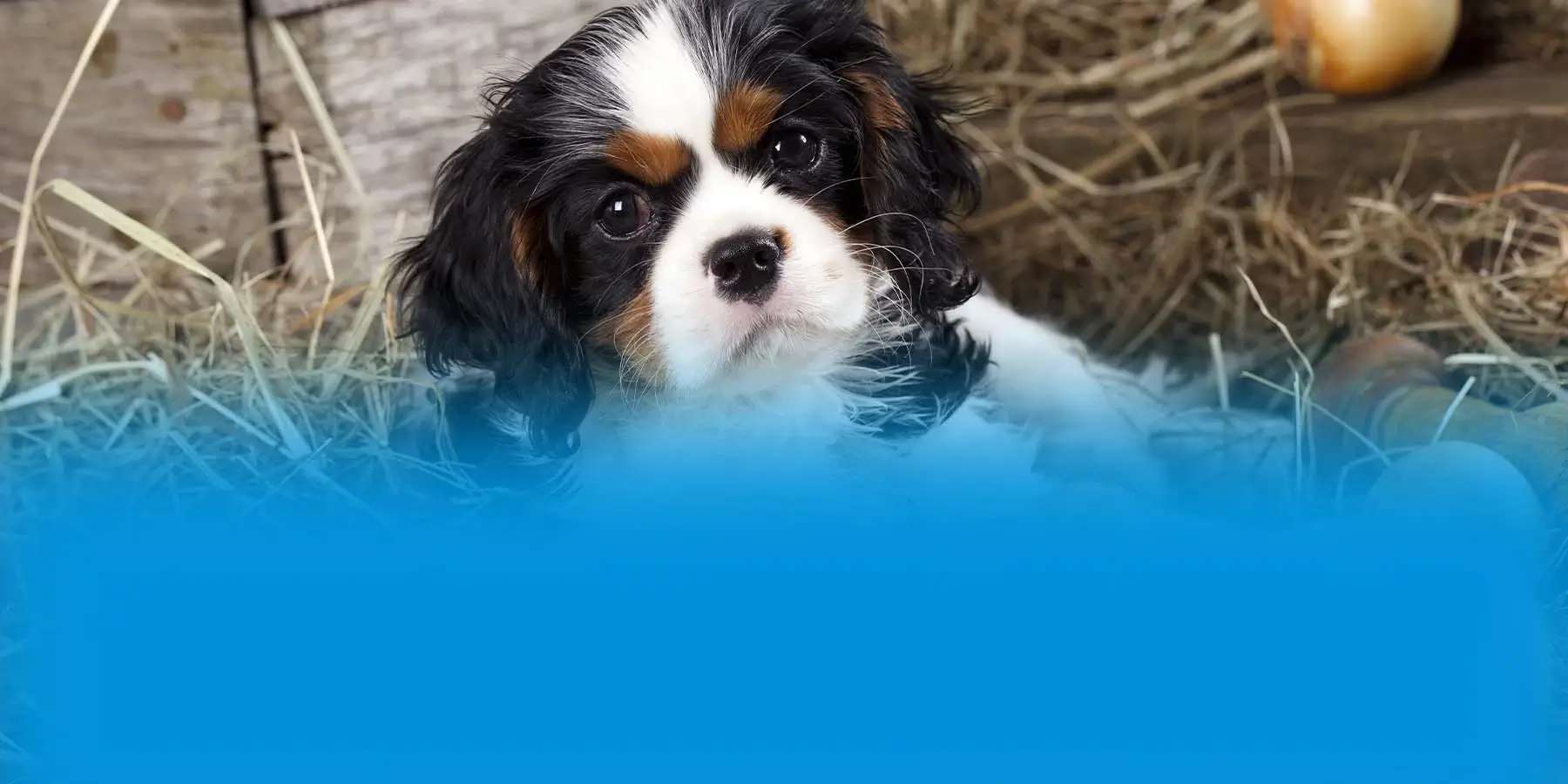 Cavalier King Charles Spaniel puppy with onions.