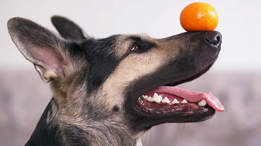 German shepherd balancing an orange on its nose
