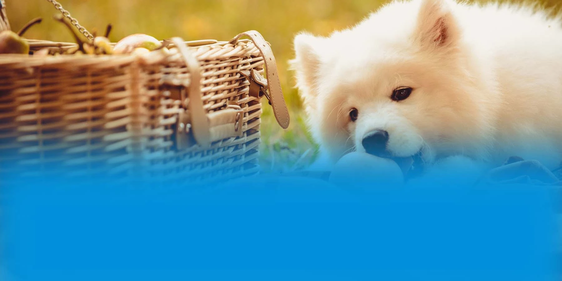 Puppy eating a peach near a picnic basket.