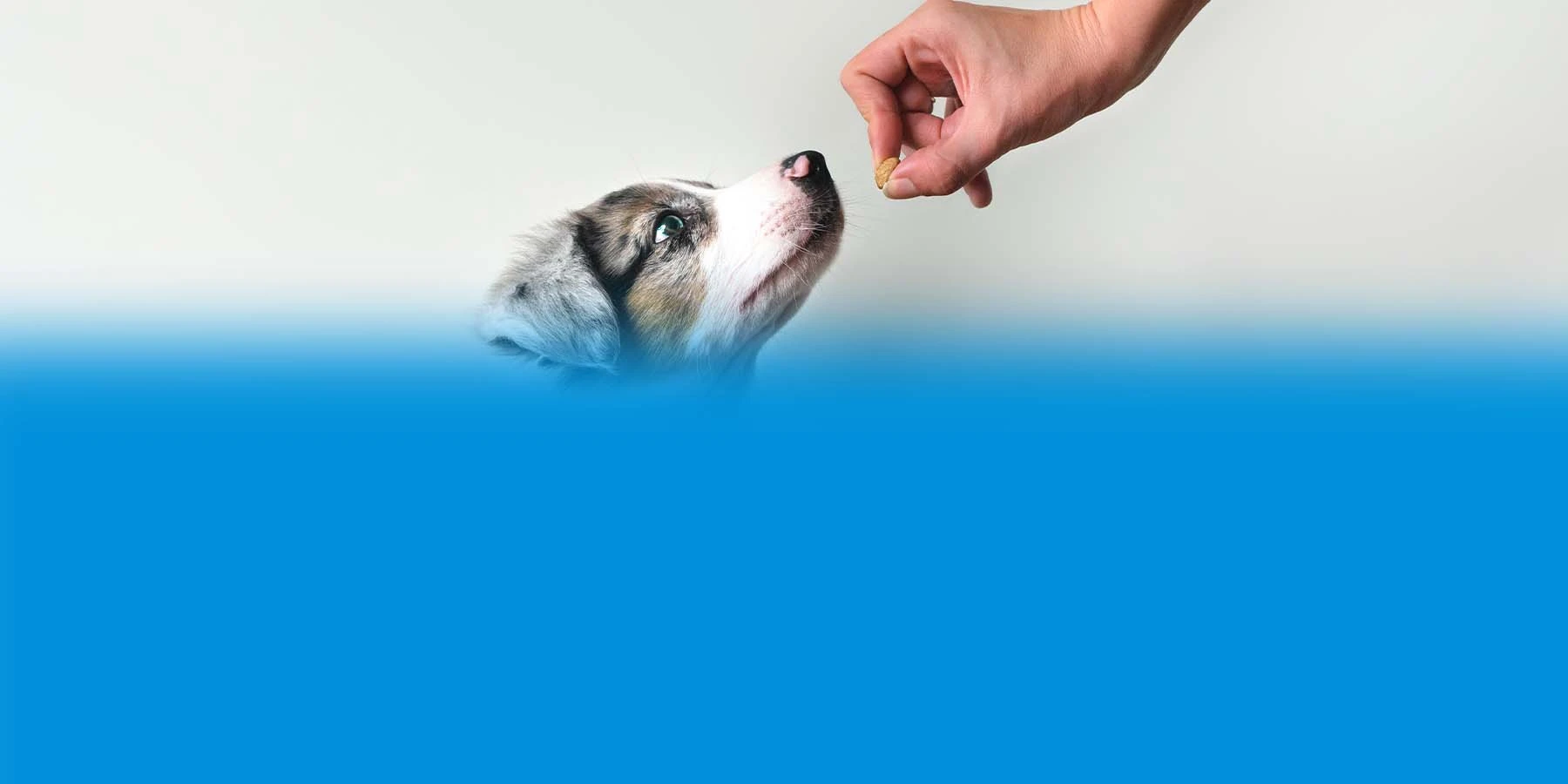 An owner holds a peanut in front of their puppy.